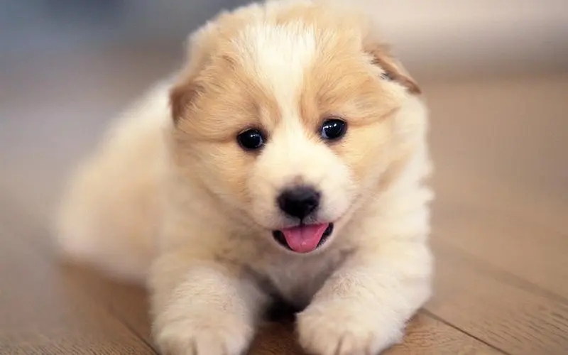 嘻嘻，我家的乐乐可爱吧！